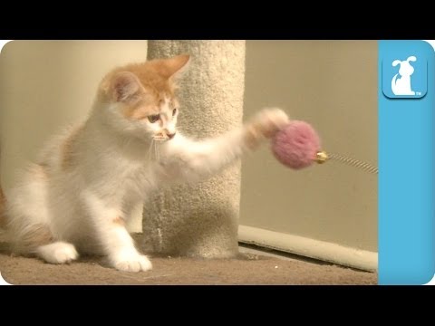 Tabby Kittens Play with Spring - Kitten Love