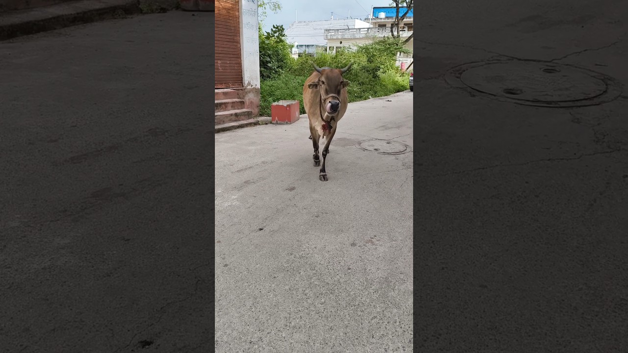 cow videos #viralshort #cowsong #animals #shortsfeed #shots #viral #guy