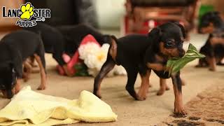 Cute Miniature Pinscher Puppies