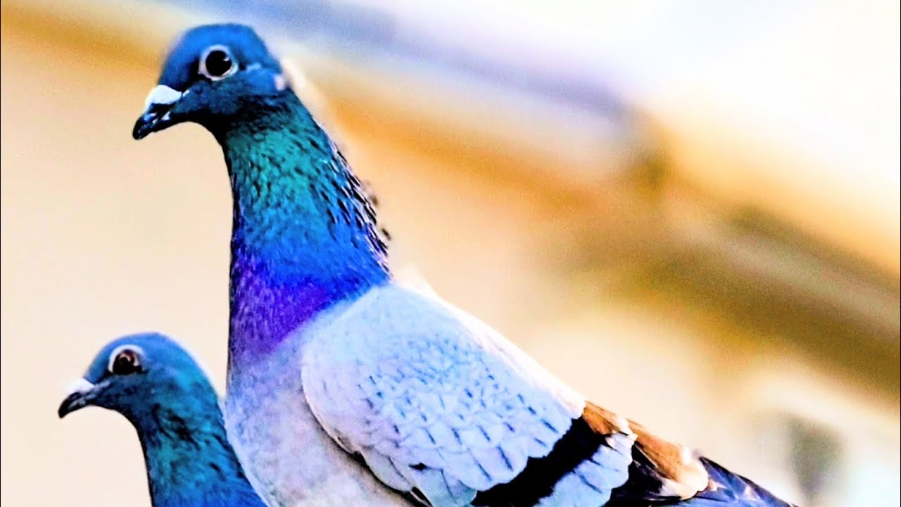 のどか鳩舎の鳩に何を交配すれば良いの？PertⅡ