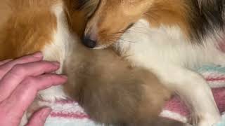 1-22-2024 by Riverbend Shelties 2,874 views 2 months ago 44 seconds