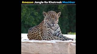 Amazon Jangle Ke Sabse Khatrnak Mosquito || #shorts #amazon