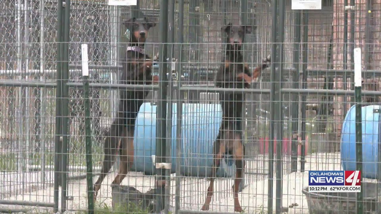 250 animals rescued from Oklahoma puppy mills - YouTube
