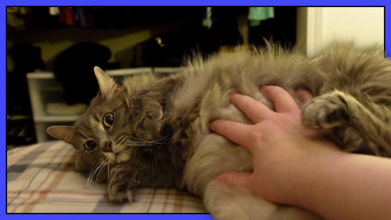 Catting Around • 07.22.24