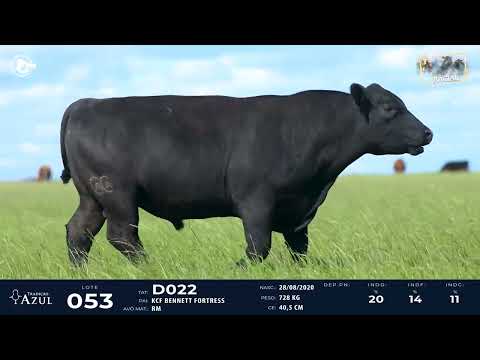LOTE 53 - ANGUS D022