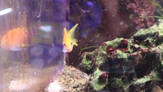 スミレナガハナダイ