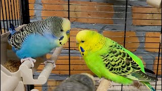 7 hours of budgie sounds