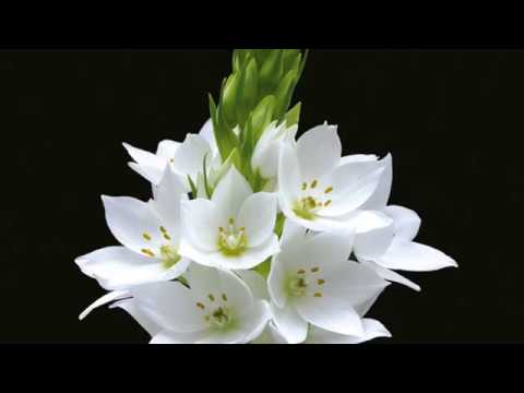 Hope For The Future, Be In The Present Moment - Reiki Energy Healing Session