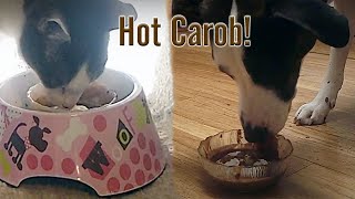 Let's Make Hot Carob!