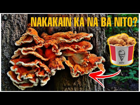 Video: Pinalamanan Ng Manok Ang Mga Mani At Kabute