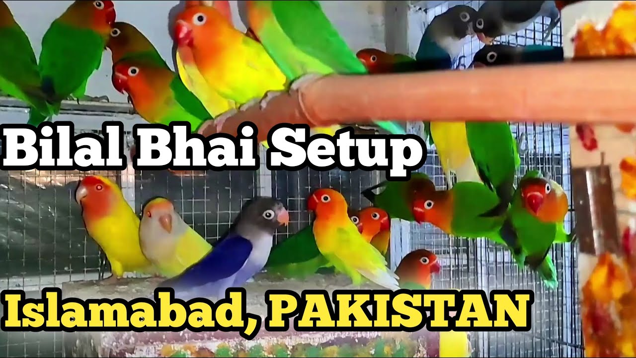 Bilal Bird Breeding Setup in Islamabad, PAKISTAN Budgies/Love Birds