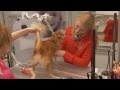 Beauty&Styling bei Groomerin Claudia Franke Hundesalon CF Expert