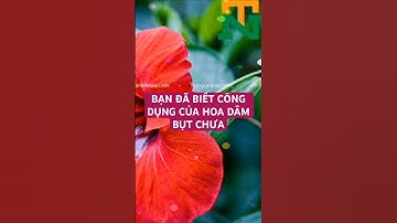 BẠN ĐÃ BIẾT CÔNG DỤNG CỦA HOA DÂM BỤT CHƯA