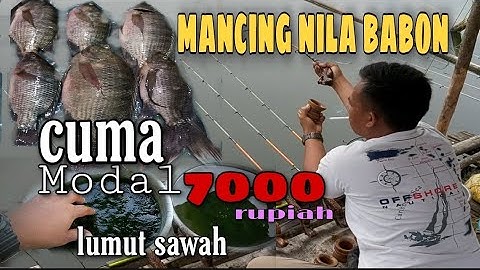 Mancing Jatiluhur terbaru#Mancing Nila Babon cuma modal umpan lumut sawah 7000 rupiah