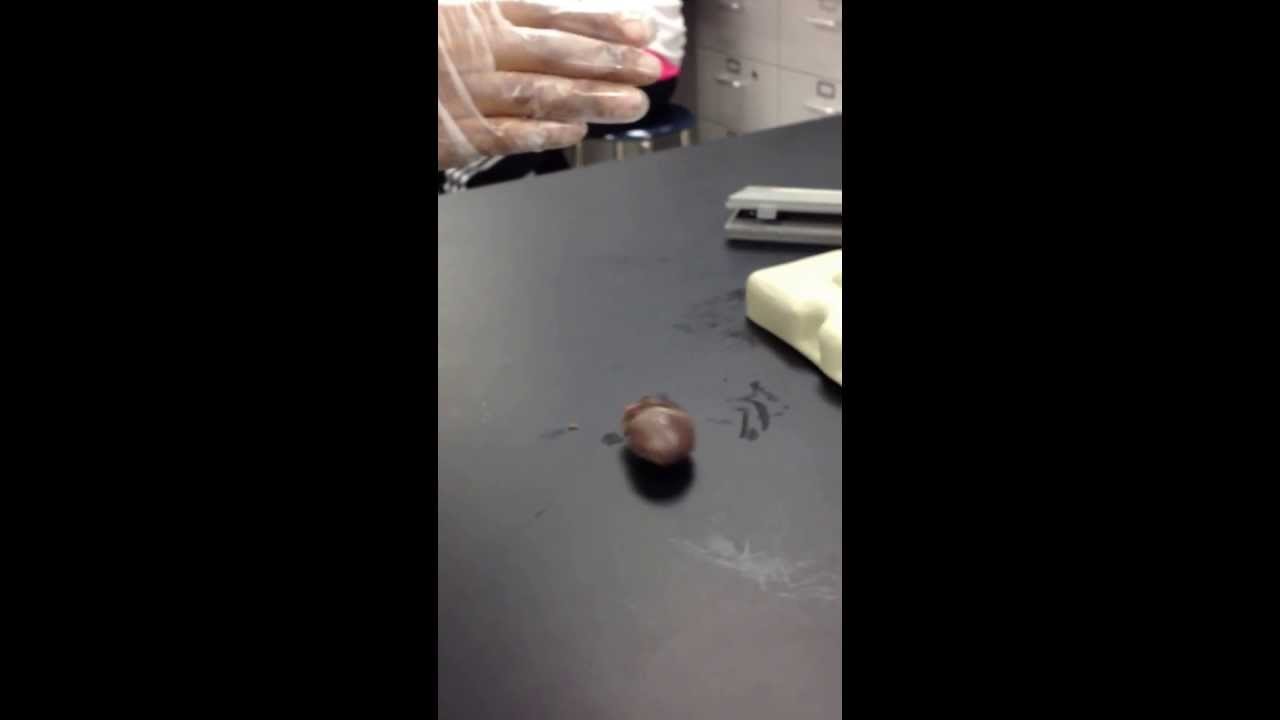 Cat Dissection (Heart) YouTube