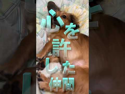 子犬の睡眠時間はどのくらい?12~20時間の理由と理想的な寝かしつけ方