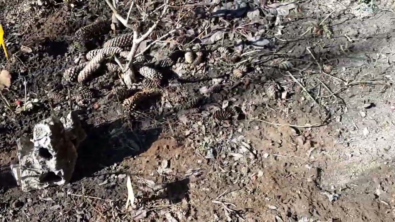 Перше весняне  відео 2026 . Сніг і рослини на 10 травня .#мійсад #київ26