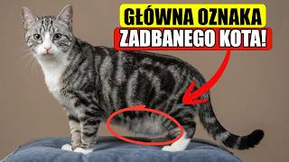 15 oznak, że kot ma DOSKONAŁĄ OPIEKĘ! 15 oznak, że kot ma DOSKONAŁĄ OPIEKĘ!