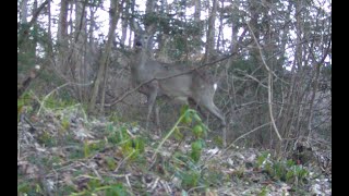 Deer in the early spring | Trail camera | Wild life | Deer | by Nature At My Doorstep 121 views 2 months ago 4 minutes, 46 seconds