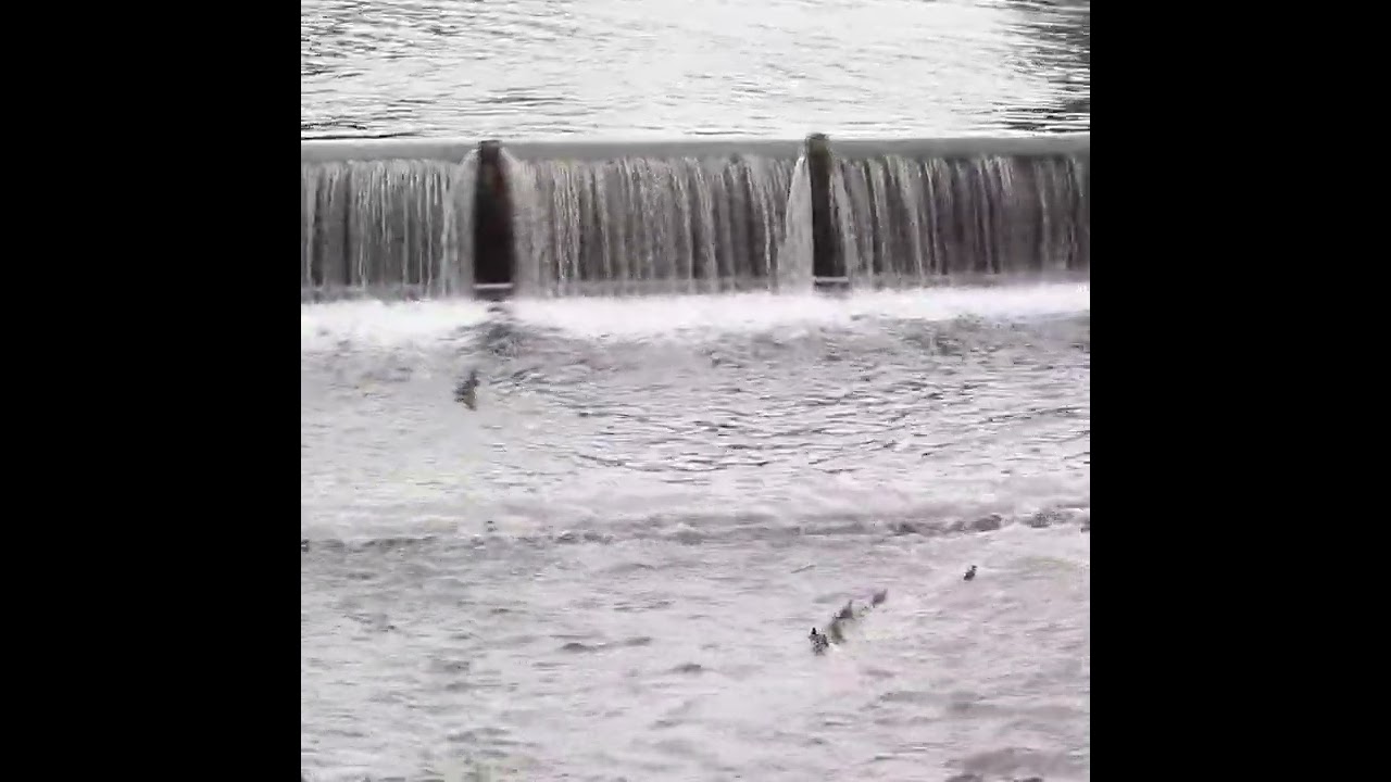 Double the Danger! Two Duck Families Face the Deadly Water Gate Climb
