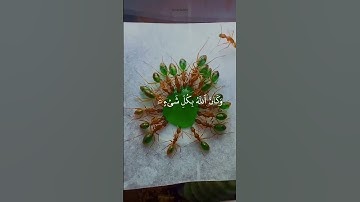 وكان الله بكل شيء عليما🤲💙#عبدالرحمن_مسعد#تلاوة #أطمئن #quran