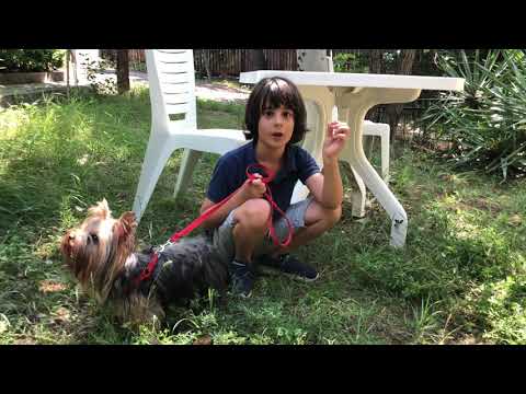 ვიდეო: პატარა ძაღლების ჯიშები: ჯანმრთელობის სრული სახელმძღვანელო