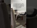 #viral #gato #gatos #cat #cats #catslove #catvideos #catshorts #pet #pets #petslovers #petsfofinhos