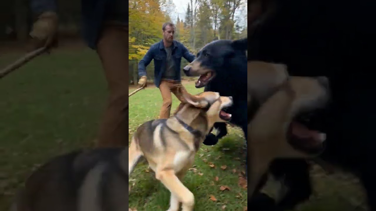 Bear CHARGES! Dog Saves Owner 😱