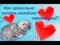 Как правильно купать котёнка первый раз?!