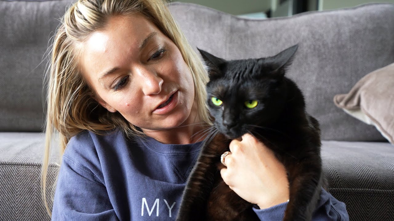 What It's Like Owning a House Panther YouTube