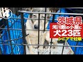 【身勝手】茨城県の河川敷の小屋…中には保護が必要な犬２３匹④#390