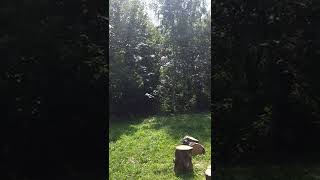 Энергопрактика - Усиление для подготовки в мощный энергетический период 08.08.2022 Врата Льва😊