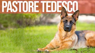 Il Pastore Tedesco by Funny Pets 1,812 views 1 year ago 6 minutes, 3 seconds