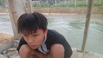 câu lure cá lóc khủng 5kg bằng mồi chạch