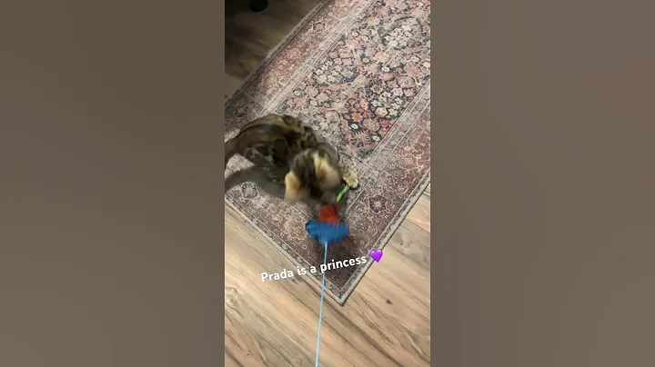 Video 2631381: cutest bengal kittens