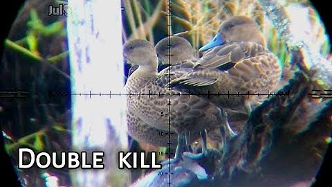 SAATNYA KITA PANEN, SEKALI SHOT DUA JATUH | BORNEO SLUG | BERBURU BELIBIS