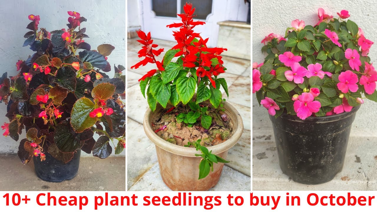 ₹510 में मिलने वाले सर्दियों के फूलों वाले पौधों के नाम/Cheap winter