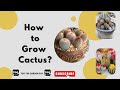 How to grow cactus in Your garden?
