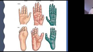 4.1.4a Primates, hominoids and hominins 4.1.4a Primates, hominoids and hominins
