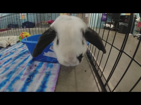 Video: Februari adopteert een geredde konijnenmaand: 10 dingen die je moet weten over huisdier konijntjes