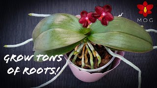 How to Promote Healthy New Roots on Phalaenopsis & other Orchids!  Orchid Care for Beginners