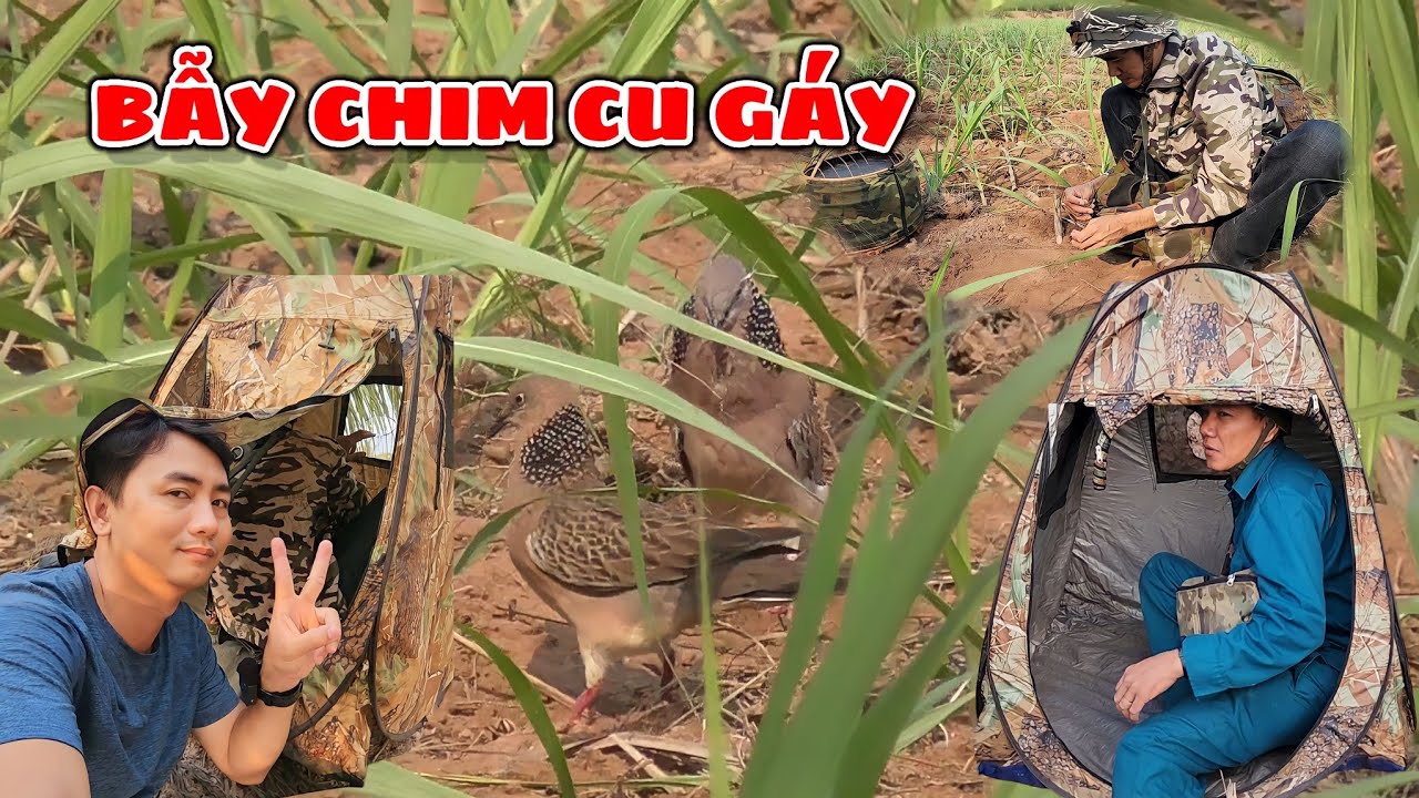 Theo chân thợ săn CHIM CU GÁY