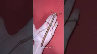 Before And After Animal Growth