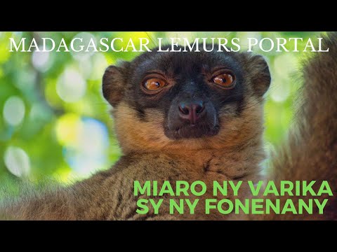 MADAGASCAR LEMURS PORTAL - Miaro ny varika sy ny fonenany