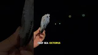 The Amazing Greater Argonaut The Octopus With A Beautiful Shell