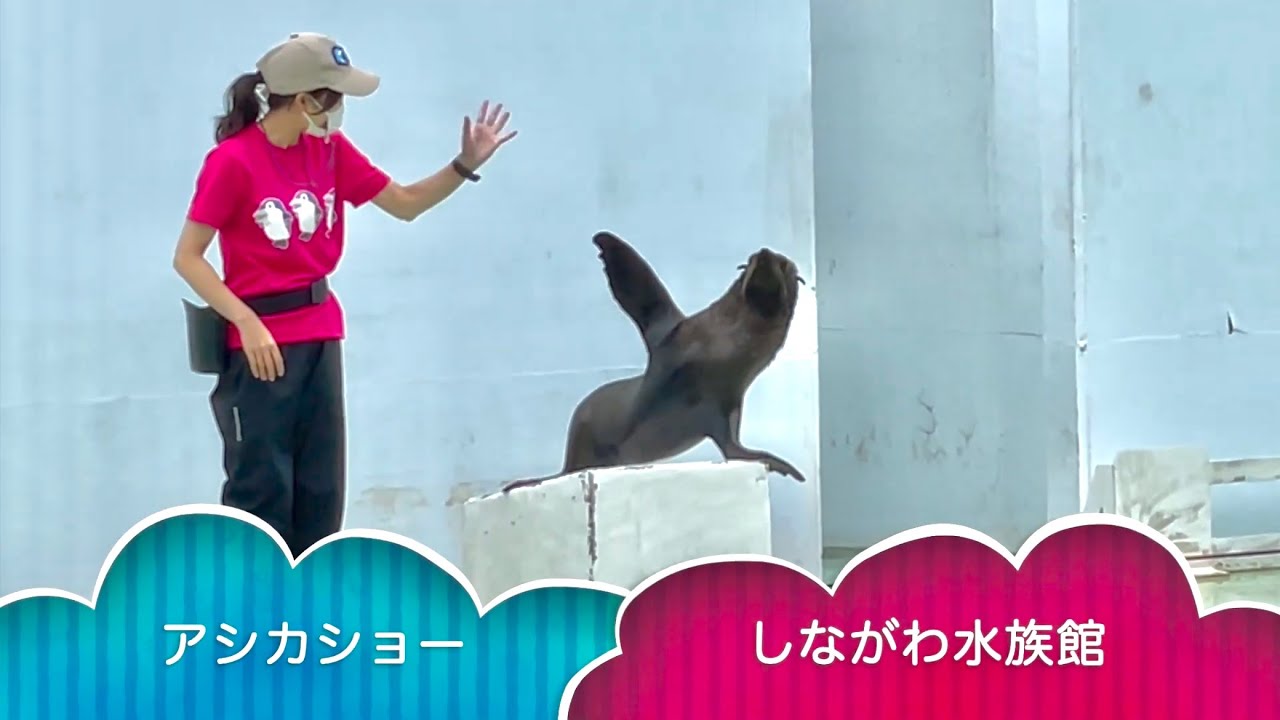 アシカショー しながわ水族館 ルルちゃん がんばる 22 6 23 品川 水族館 動物園の生き物動画 東京 Tokyo Japan Youtube