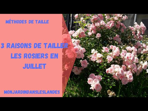 Vidéo: Pas de fleurs sur les rosiers mousseux : raisons pour lesquelles un portulaca ne fleurira pas