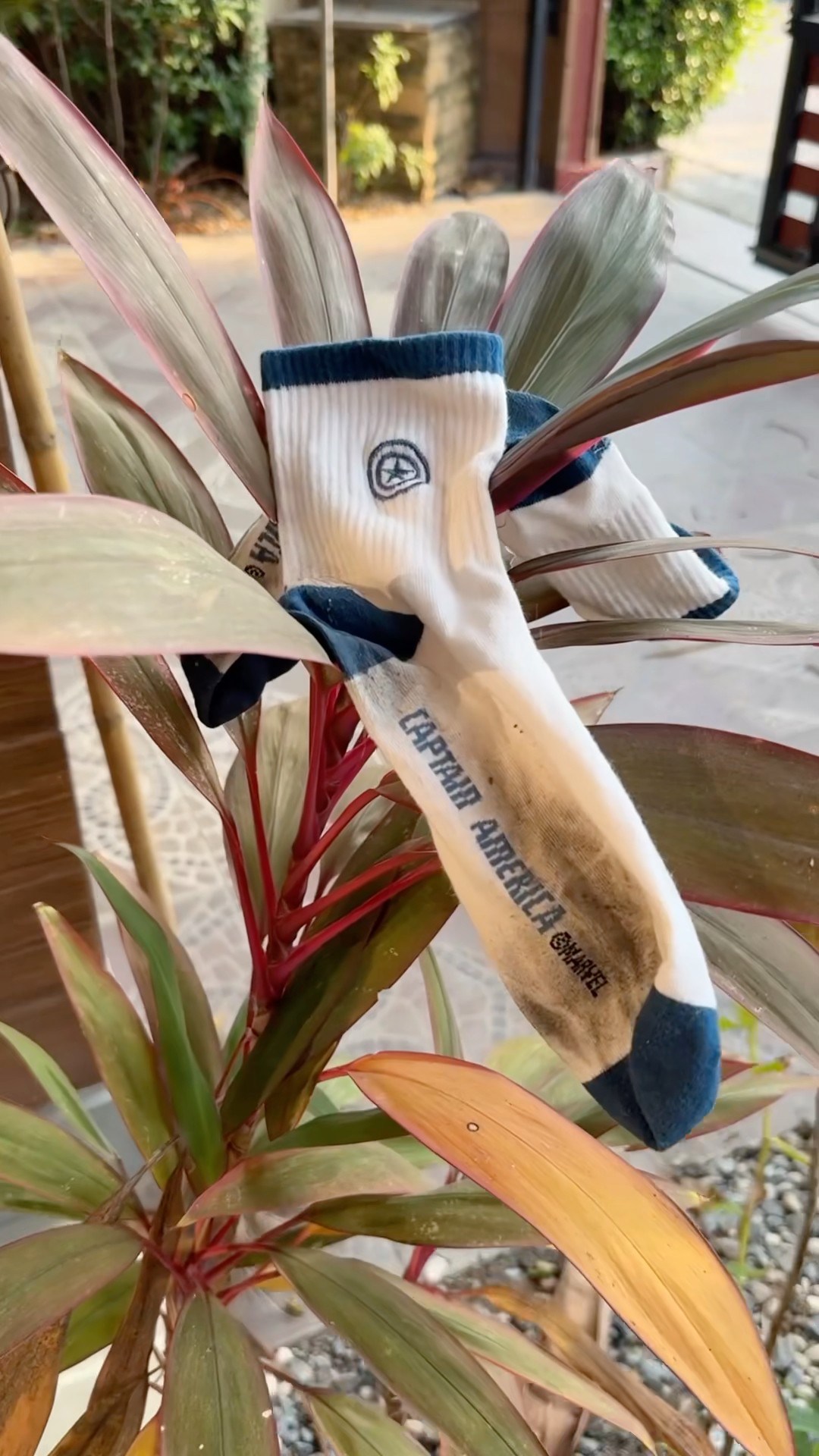 My favorite sigma socks