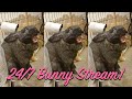 Giant Bunny Rabbit Stream 24/7