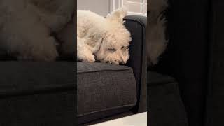 Still asleep #youtubeshorts #shortvideo #asmr #viral #trending #youtube #reels #puppy  #viralvideo